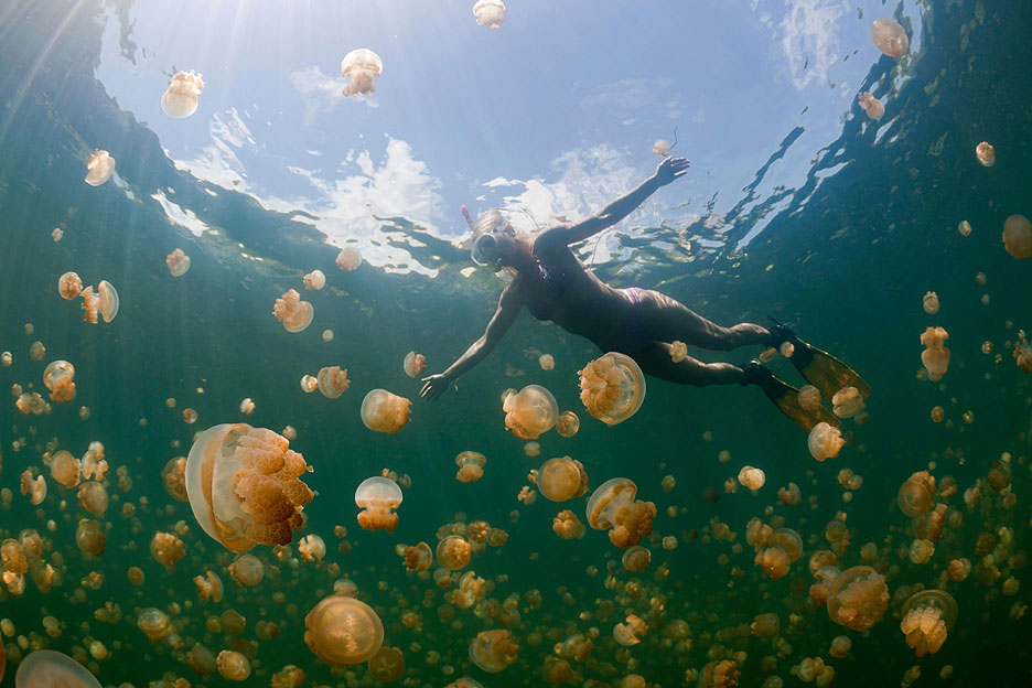 /upload/iblock/5fb/Palau_Sea_Jellyfish_lake_01.jpg