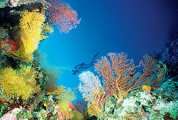 По следам экспедиций Кусто